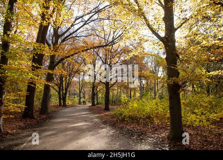 Berlin, Allemagne.10 novembre 2021.Les cyclistes passent par le Tiergarten d'automne.Credit: Bernd von Jutrczenka/dpa/Alamy Live News Banque D'Images