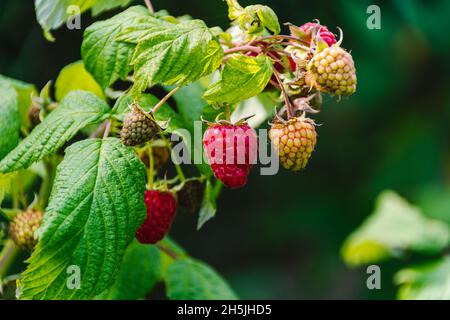 Un fruit sain du mali mûrissant au soleil. Banque D'Images