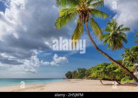 Palmiers sur la plage de sable Banque D'Images