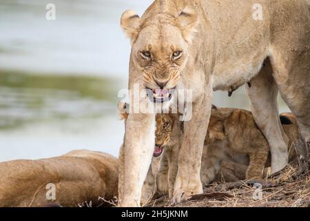 Lionne grincheux, look grincheux (Panthera leo) vue de face. Femme lion en colère, vue de face. Parc national de South Luangwa, Zambie Banque D'Images