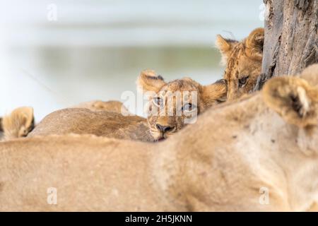 Lion cub (Panthera leo) joueur.Parc national de Luangwa Sud, Zambie Banque D'Images