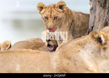 Lion cub (Panthera leo) joueur.Parc national de Luangwa Sud, Zambie Banque D'Images