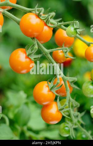 Tomates Sungold.Solanum lycopersicum Sungold F1 tomates cerises croissant sur la vigne en serre.ROYAUME-UNI Banque D'Images