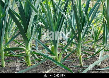 Poireau « Tornado ».Allium porrom 'Tornado' plante le poireau près de maturité dans une plaque végétale.ROYAUME-UNI Banque D'Images