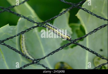 Pieris brassicae larva.La larve de gros papillons blancs vorace se nourrissant sur des plantes de chou suite à l'utilisation incorrecte de filets protecteurs.ROYAUME-UNI Banque D'Images