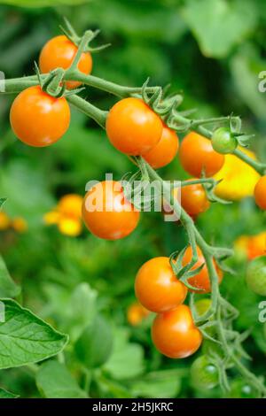 Tomates Sungold.Solanum lycopersicum Sungold F1 tomates cerises croissant sur la vigne en serre.ROYAUME-UNI Banque D'Images