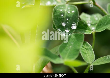 Gouttes de pluie sur clover Banque D'Images
