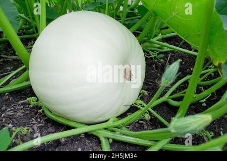 Pumpkin 'Polar Bear' - Grande citrouille blanche (Cucurbita maxima) dans une zone de légumes britannique.ROYAUME-UNI Banque D'Images