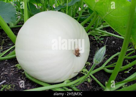 Pumpkin 'Polar Bear' - Grande citrouille blanche (Cucurbita maxima) dans une zone de légumes britannique.ROYAUME-UNI Banque D'Images