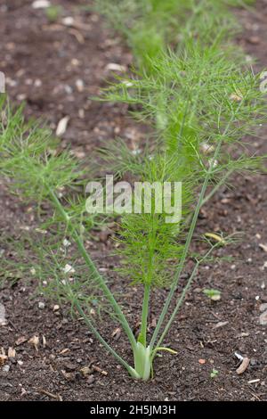 Fenouil Florence Chiarino.Semis de fenouil bulbe poussant dans un terrain de légumes du Royaume-Uni Banque D'Images