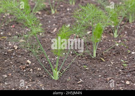 Fenouil Florence Chiarino.Semis de fenouil bulbe poussant dans un terrain de légumes du Royaume-Uni Banque D'Images