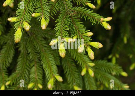 Des aiguilles vertes fraîches d'une épinette européenne, Picea abies poussant dans la forêt boréale estonienne. Banque D'Images