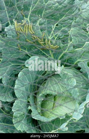 Pieris brassicae larva.La larve de gros papillons blancs vorace se nourrissant sur des plantes de chou suite à l'utilisation incorrecte de filets protecteurs.ROYAUME-UNI Banque D'Images