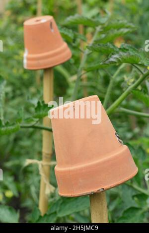 Perches de canne.Pots d'argile sur les cannes de soutien de plante de tomate pour aider à prévenir les blessures par les hauts de canne de bambou pointus.ROYAUME-UNI Banque D'Images