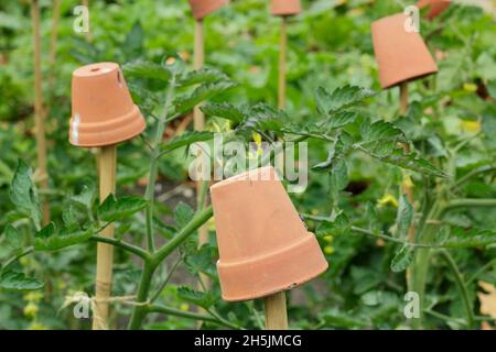 Perches de canne.Pots d'argile sur les cannes de soutien de plante de tomate pour aider à prévenir les blessures par les hauts de canne de bambou pointus.ROYAUME-UNI Banque D'Images