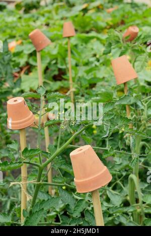 Perches de canne.Pots d'argile sur les cannes de soutien de plante de tomate pour aider à prévenir les blessures par les hauts de canne de bambou pointus.ROYAUME-UNI Banque D'Images