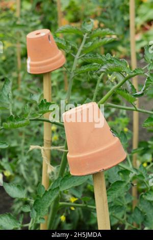 Perches de canne.Pots d'argile sur les cannes de soutien de plante de tomate pour aider à prévenir les blessures par les hauts de canne de bambou pointus.ROYAUME-UNI Banque D'Images