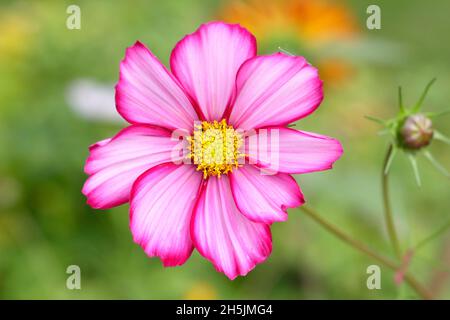 Bipinnatus COSMOS.COSMOS « Candy Stripe » - pétales blancs éclaboussés de rose.ROYAUME-UNI Banque D'Images