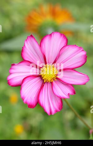 Bipinnatus COSMOS.COSMOS « Candy Stripe » - pétales blancs éclaboussés de rose.ROYAUME-UNI Banque D'Images