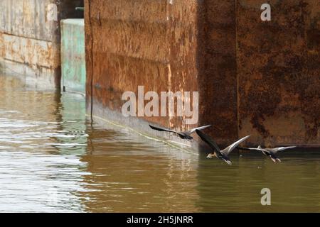 Trois canards sifflants à ventre noir survolant des barges sur le Mississippi Banque D'Images