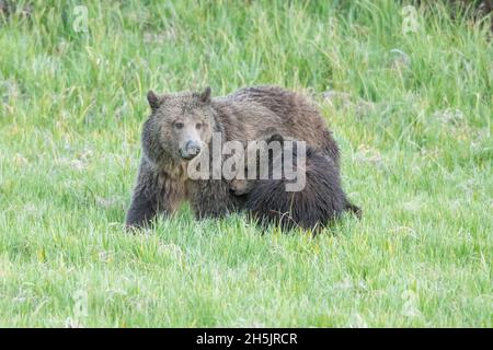 Ours grizzli (Ursus arctos) mère avec un cub d'un an.Parc national de Yellowstone, Wyoming, États-Unis. Banque D'Images