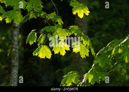 Érable de Norvège frais, Acer platanoides laisse à la fin de la soirée de printemps dans la forêt boréale estonienne. Banque D'Images