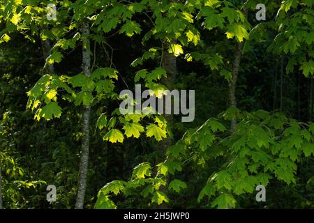 Érable de Norvège frais, Acer platanoides laisse à la fin de la soirée de printemps dans la forêt boréale estonienne. Banque D'Images