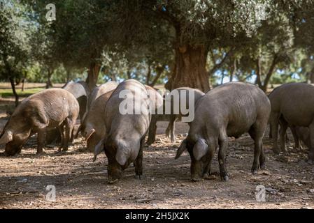 Un groupe de porcs ibériques sur la ferme Banque D'Images