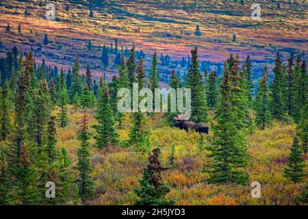 Orignal de taureau (Alces alces) dans une forêt boréale avec toundra de couleur automnale sur la colline en arrière-plan, Parc national et réserve Denali, Inter... Banque D'Images