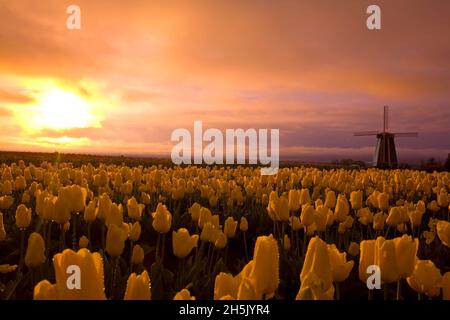 Tulipes dans un champ inondé de lumière dorée au coucher du soleil avec un moulin à vent à silhouettes sur la ferme de tulipes de chaussure en bois Banque D'Images