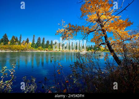 Scène paisible de la rivière Bow entourée d'arbres et de couleurs d'automne vives dans le centre-ville de Calgary, Alberta, Canada. Banque D'Images