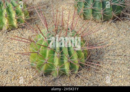 Cactus est une plante indigène qui a son origine dans le désert. Banque D'Images