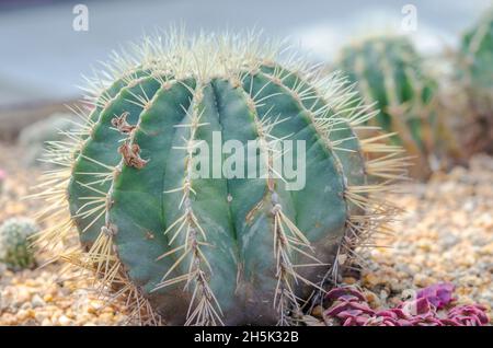 Cactus est une plante indigène qui a son origine dans le désert. Banque D'Images