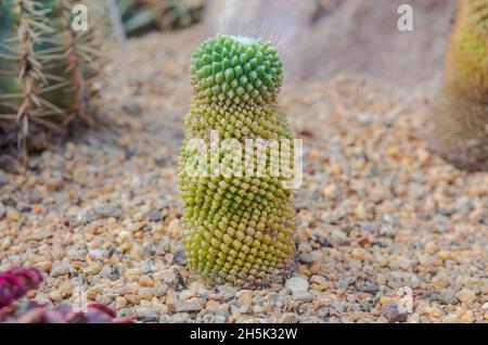 Cactus est une plante indigène qui a son origine dans le désert. Banque D'Images