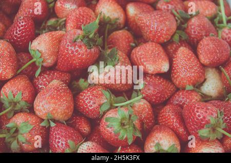 Fraises fraîches bunch background vintage tone. Banque D'Images