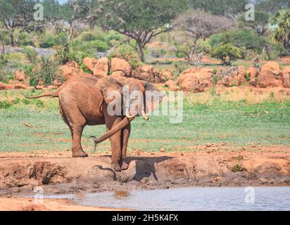 Un gros éléphant de taureau (Loxodonta africana) vaporise de l'eau boueuse sur lui-même dans un trou d'eau.Parc national de Tsavo East, Kenya. Banque D'Images