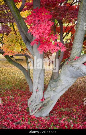 L'automne, parc d'amande, Kitsilano, Vancouver, British Columbia, Canada Banque D'Images