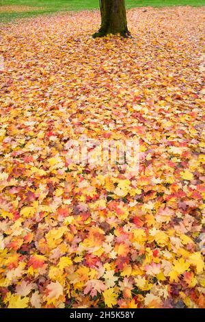 L'automne, parc d'amande, Kitsilano, Vancouver, British Columbia, Canada Banque D'Images