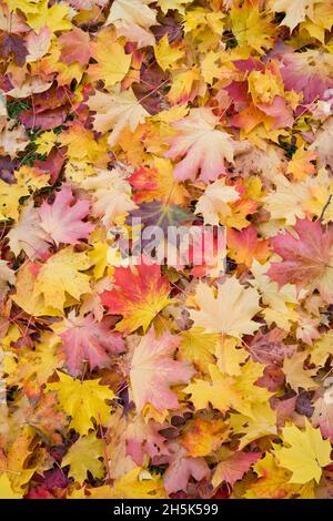 L'automne, parc d'amande, Kitsilano, Vancouver, British Columbia, Canada Banque D'Images