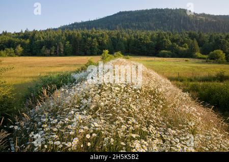 Marguerites, Salt Spring Island, Gulf Islands, British Columbia, Canada Banque D'Images