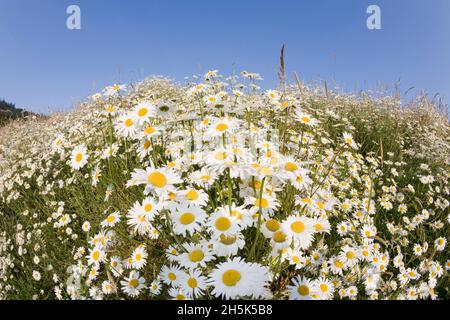 Marguerites, Salt Spring Island, Gulf Islands, British Columbia, Canada Banque D'Images