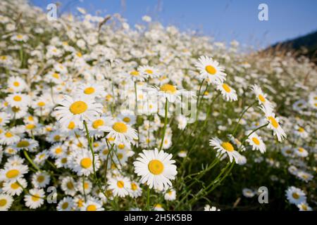 Marguerites, Salt Spring Island, Gulf Islands, British Columbia, Canada Banque D'Images