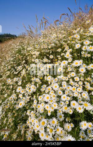 Marguerites, Salt Spring Island, Gulf Islands, British Columbia, Canada Banque D'Images