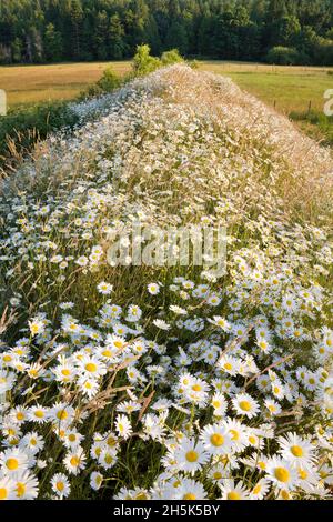 Marguerites, Salt Spring Island, Gulf Islands, British Columbia, Canada Banque D'Images