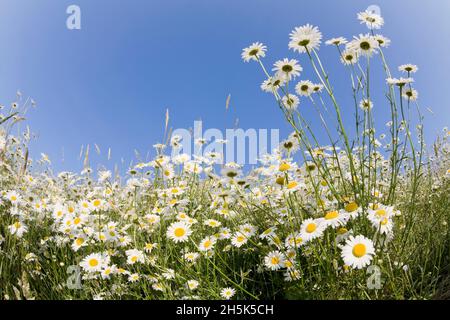 Marguerites, Salt Spring Island, Gulf Islands, British Columbia, Canada Banque D'Images