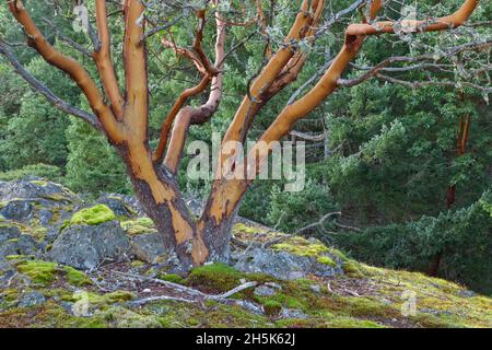 Arbousiers, Reginald Hill, Salt Spring Island, British Columbia, Canada Banque D'Images