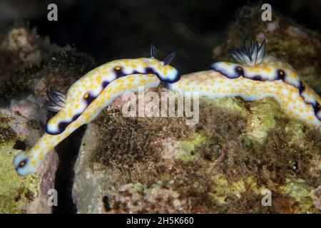 Gros plan d'une paire de nudibranches impériales (Hypselodoris impérialis); Maui, Hawaii, États-Unis d'Amérique Banque D'Images