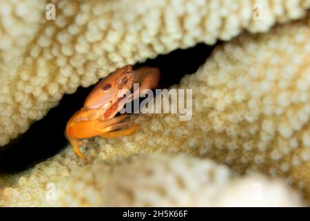 Crabe de garde rouillé (Trapezia bidentata) résidant dans le corail anteur (Acropora cervicornis); Maui, Hawaii, États-Unis d'Amérique Banque D'Images