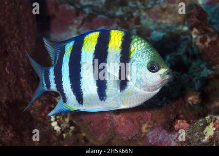 Portrait en gros plan d'un sergent du Pacifique indo (Abudefduf vaigiensis); Maui, Hawaii, États-Unis d'Amérique Banque D'Images