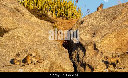 Troupe de singes de Langur (Semnopithecus) sur un grand rocher dans les collines d'Aravali dans la plaine de Pali du Rajasthan; Rajasthan, Inde Banque D'Images